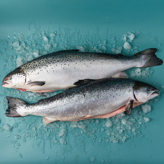 Фото Лосось охл. потрошенный с/г 8/9 Мурманск