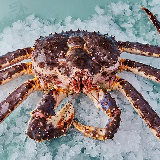 Фото Камчатский краб живой весовой