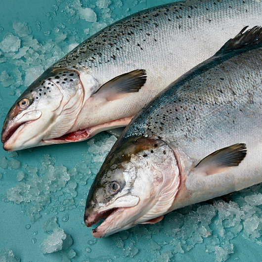 Фото Лосось охл. потрошенный с/г 8/9 Мурманск