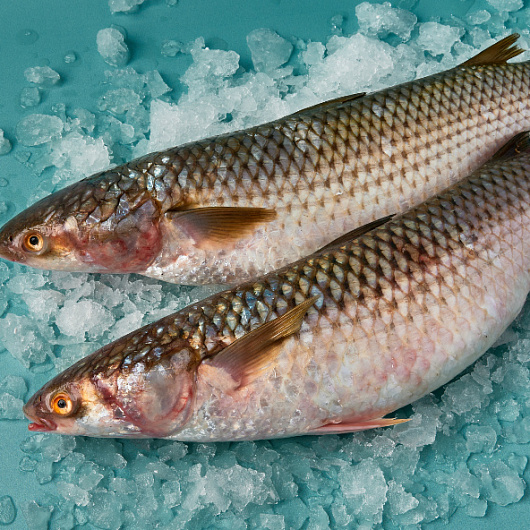 Фото Кефаль охл.вес