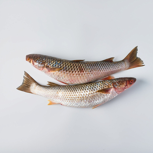 Фото Кефаль охл.вес