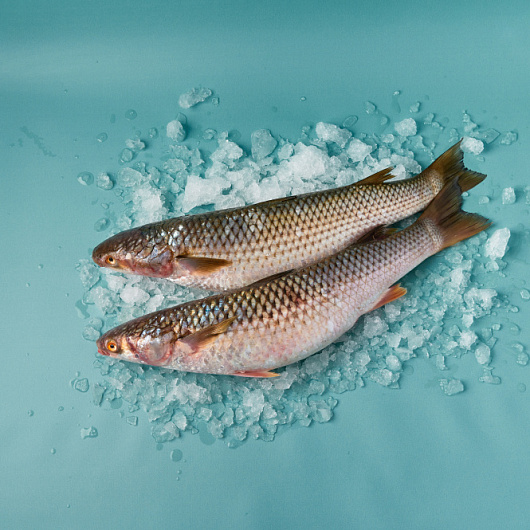 Фото Кефаль охл.вес