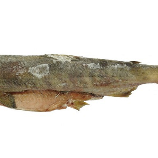 Фото Кета б/г с/м вес